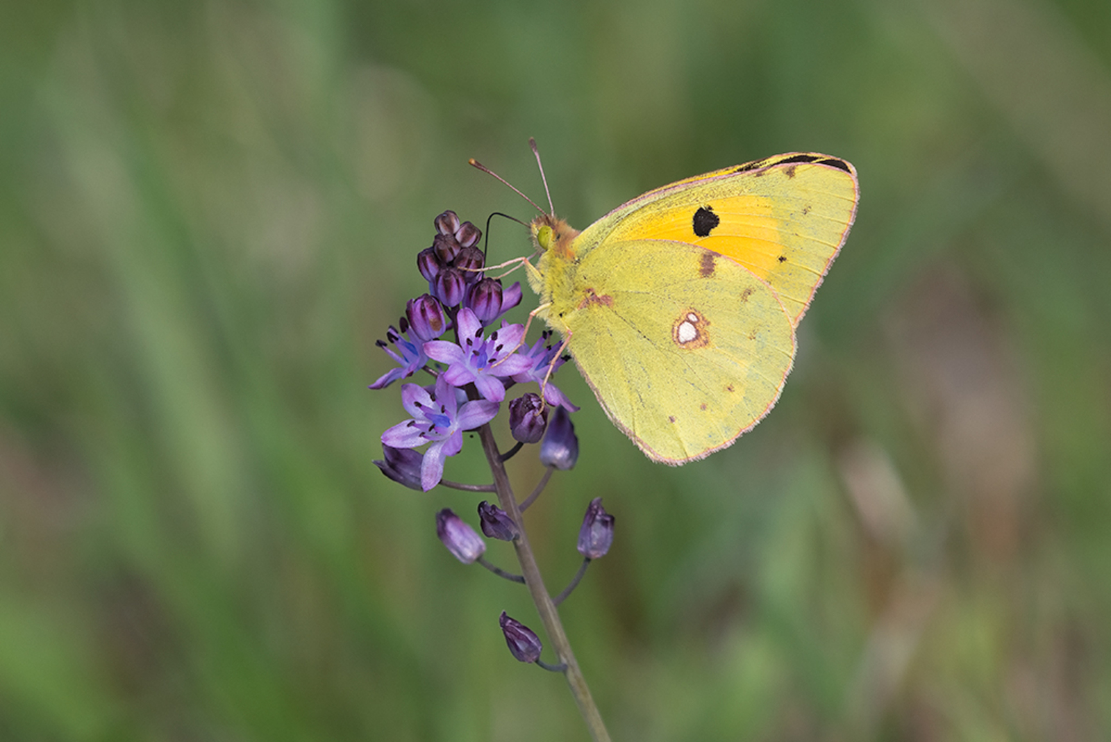 Oranje Luzernevlinder
