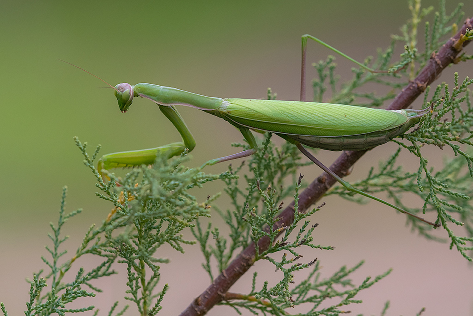 Europese Bidsprinkhaan