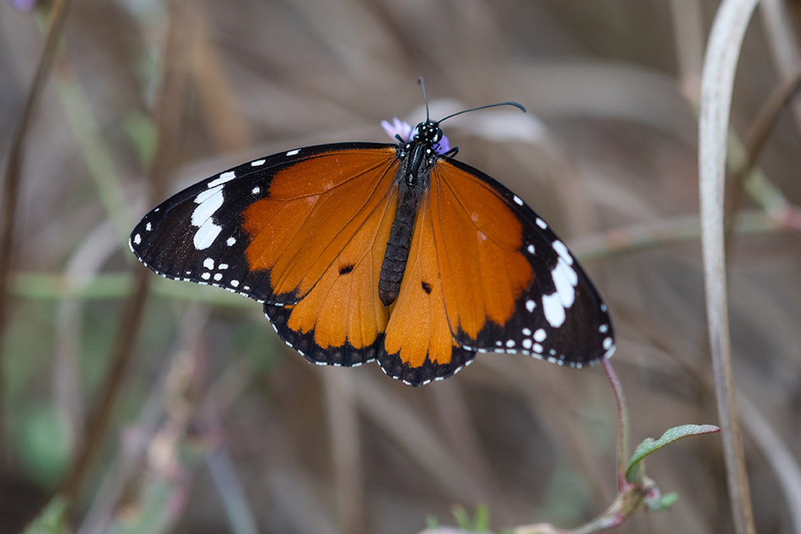 Kleine Monarchvlinder