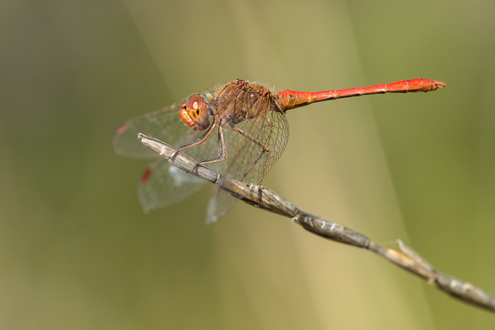 Zuidelijke Heidelibel
