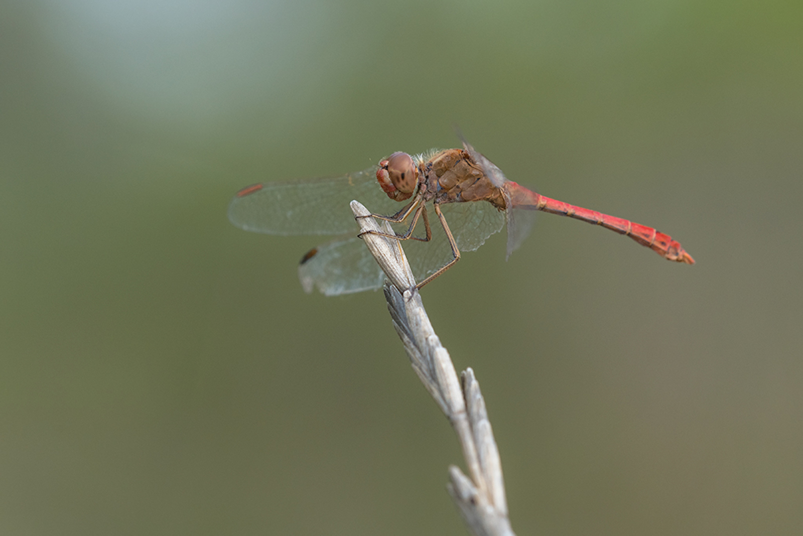 Zuidelijke Heidelibel