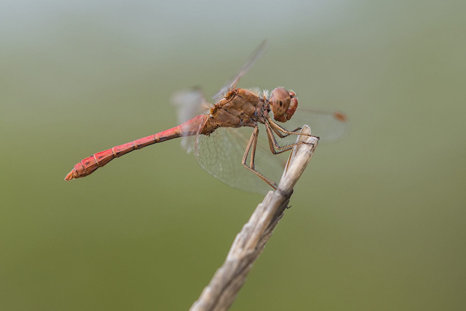 Zuidelijke Heidelibel