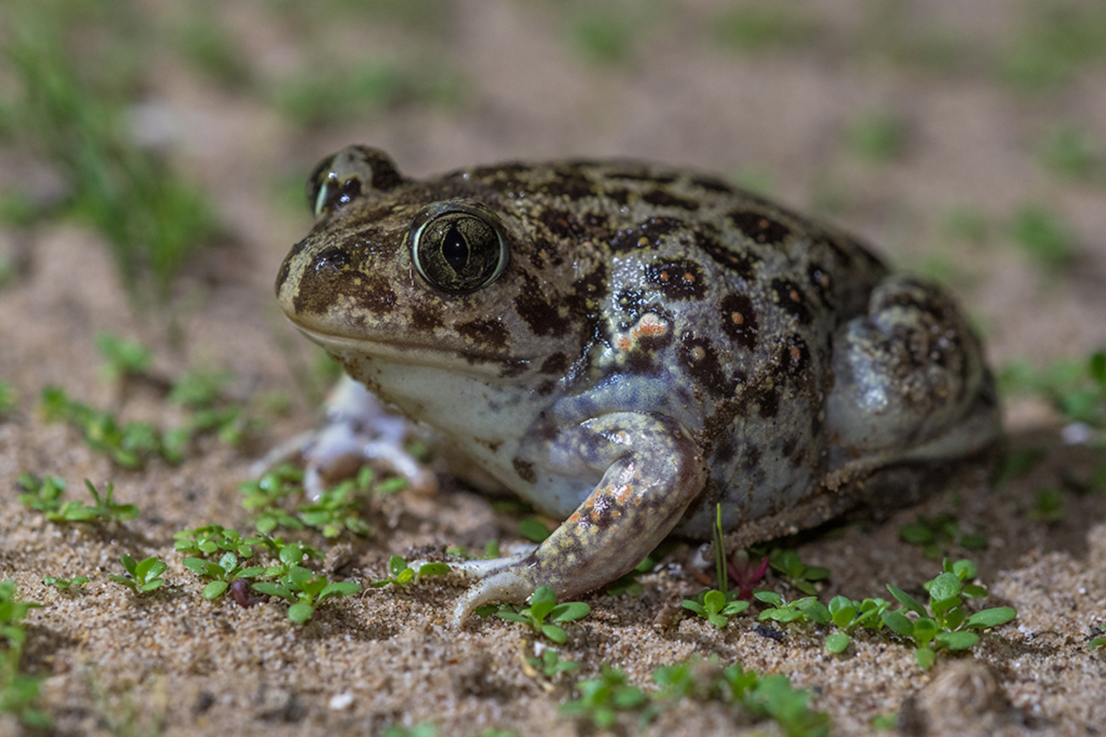 Syrische Knoflookpad