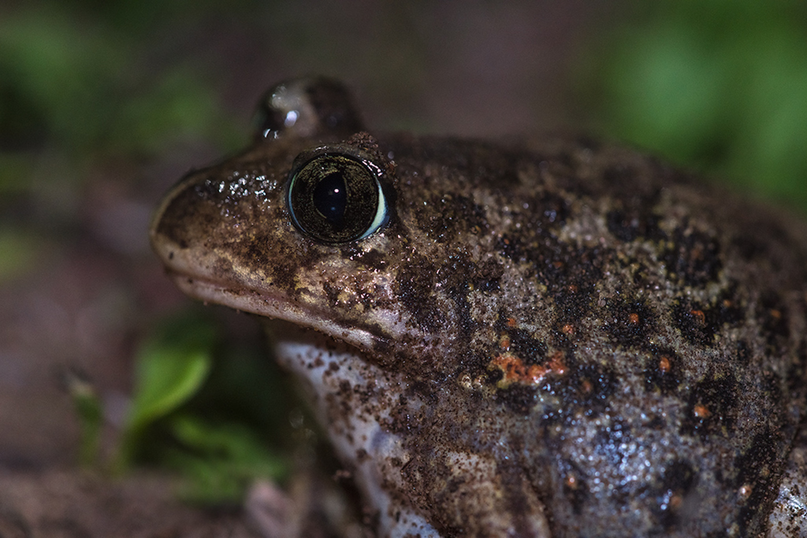 Syrische Knoflookpad