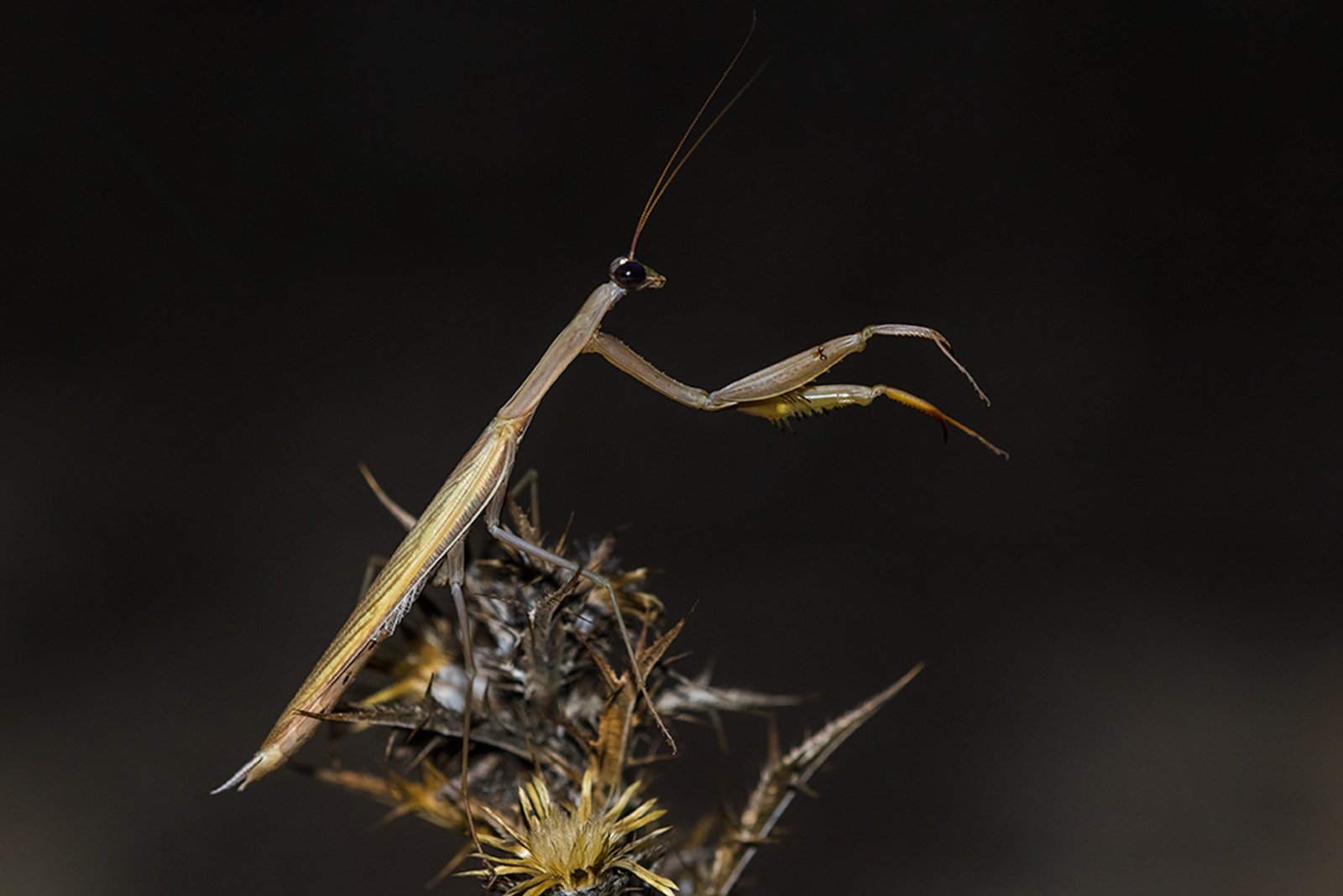 Europese Bidsprinkhaan