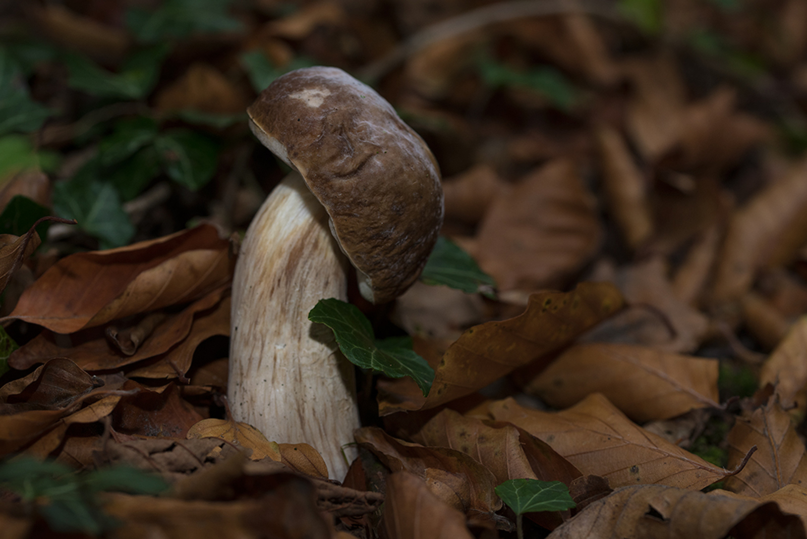 Gewoon Eekhoorntjesbrood