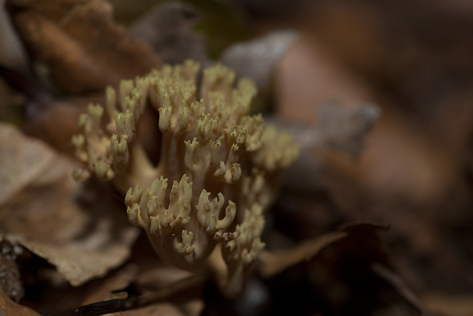 Groenwordende Koraalzwam