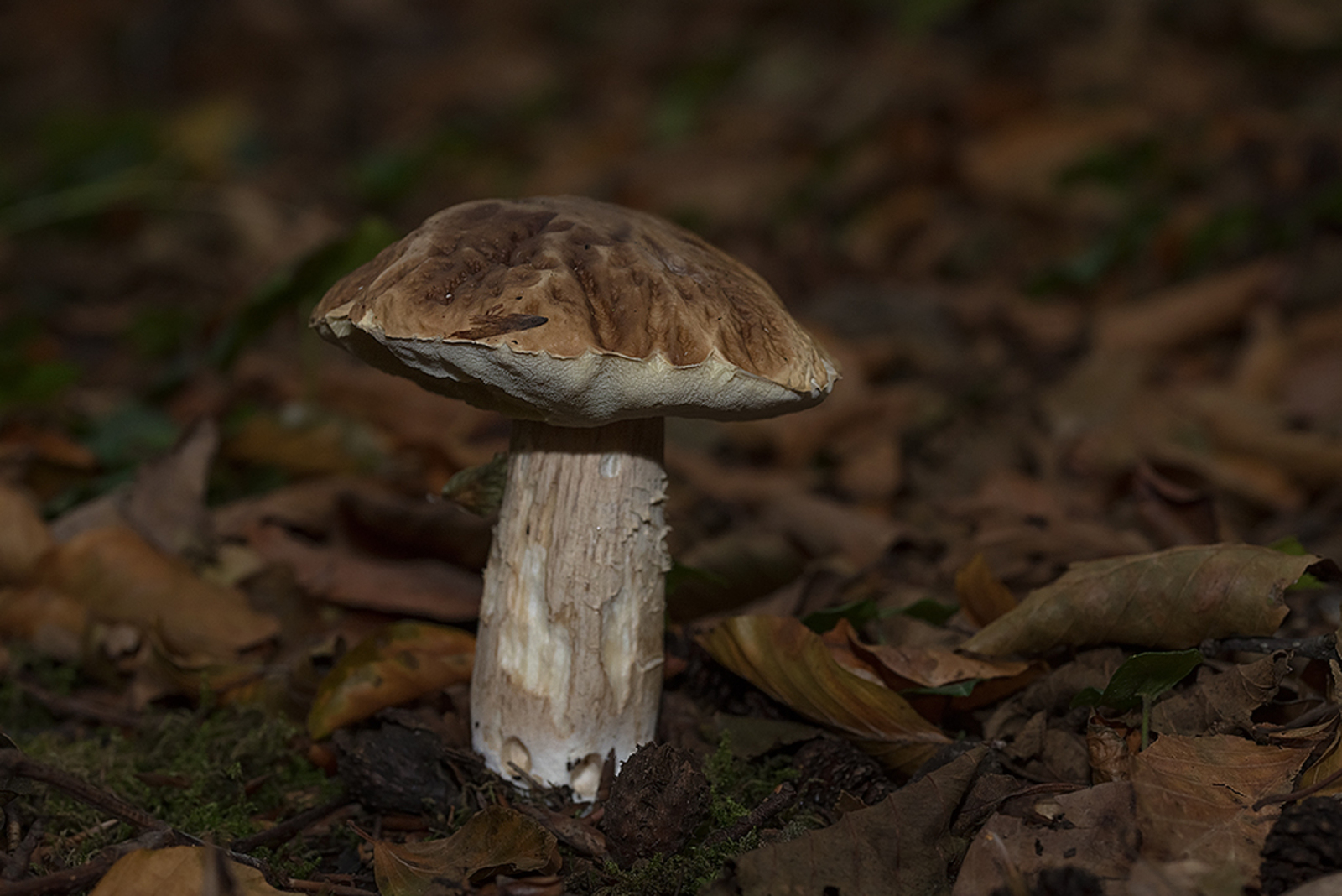 Gewoon Eekhoorntjesbrood