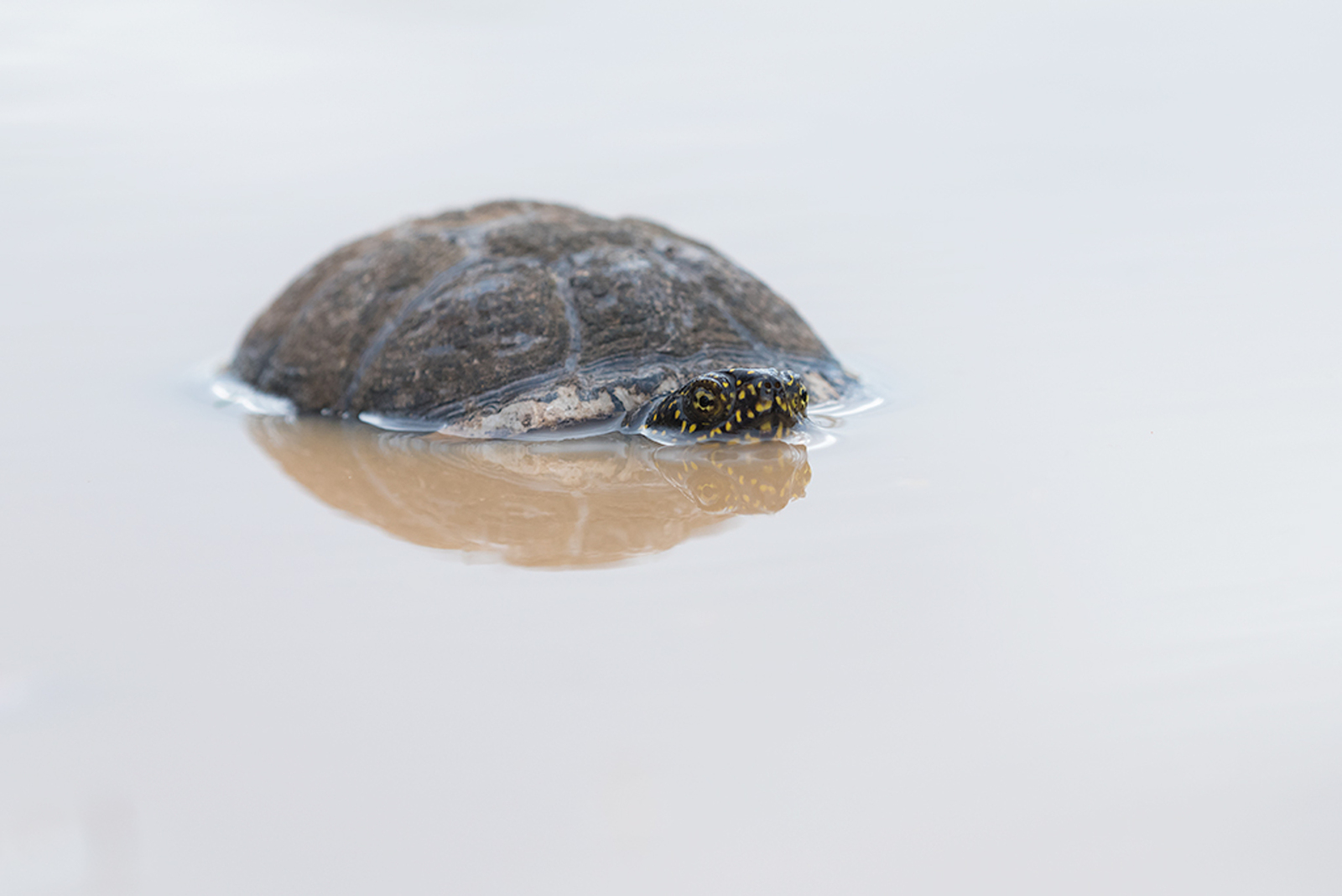 Europese Moerasschildpad