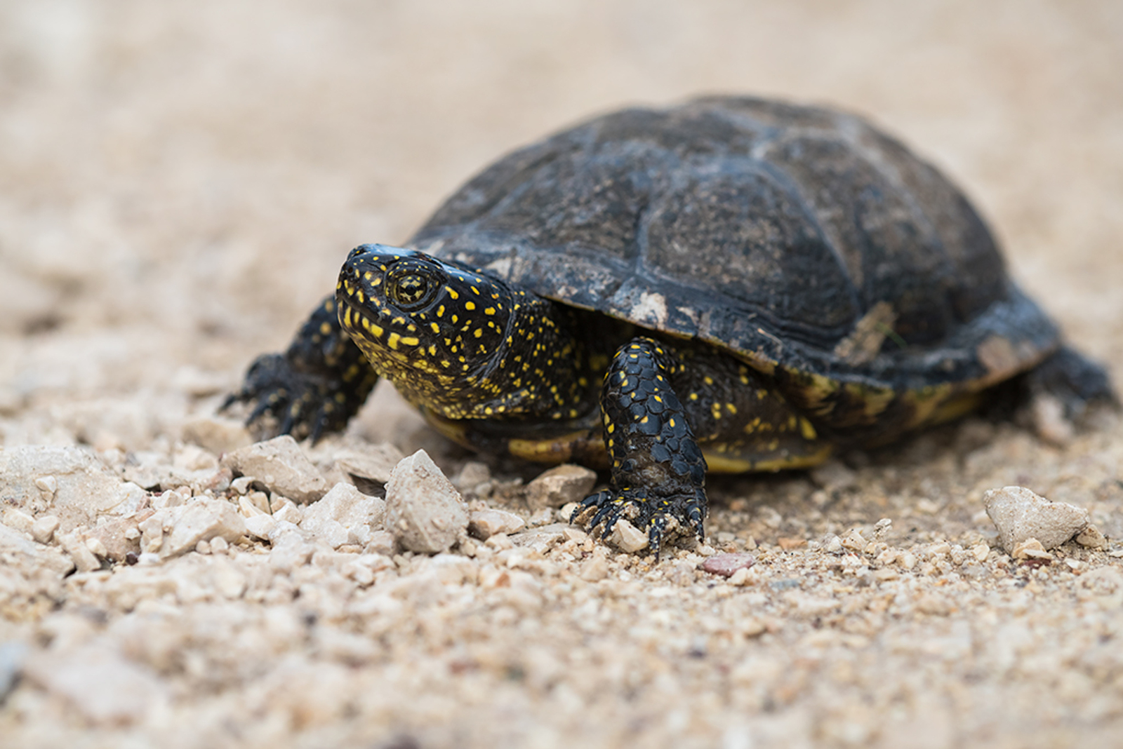 Europese Moerasschildpad
