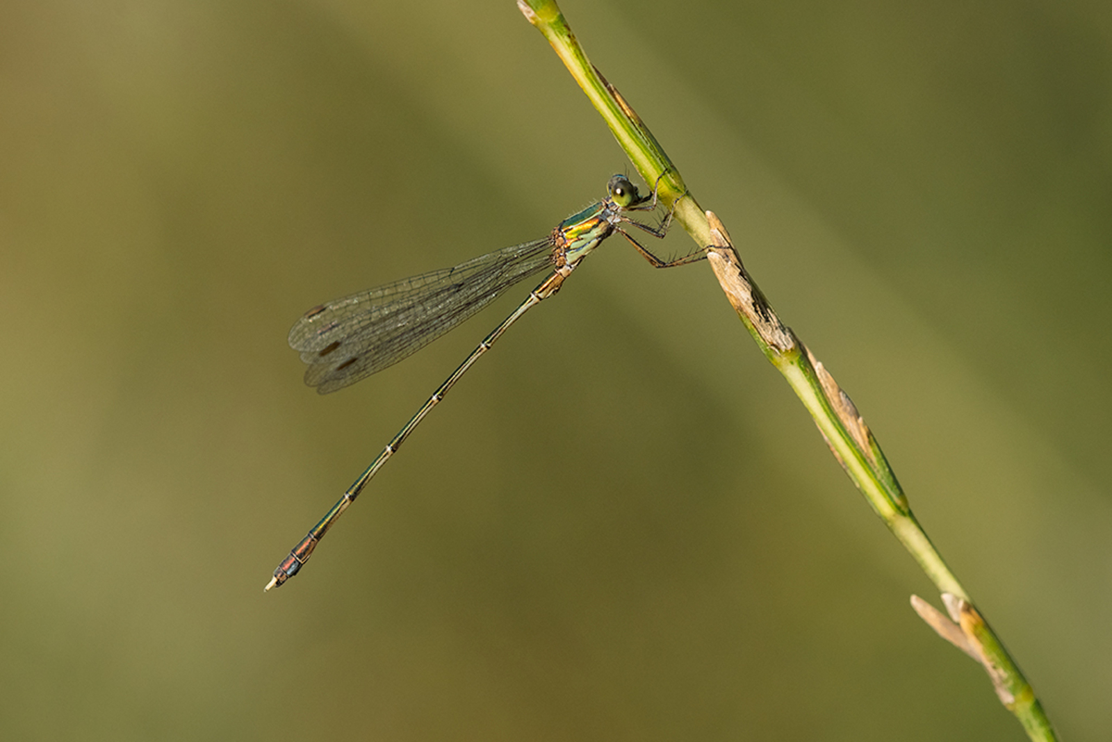 Oostelijke Houtpantserjuffer