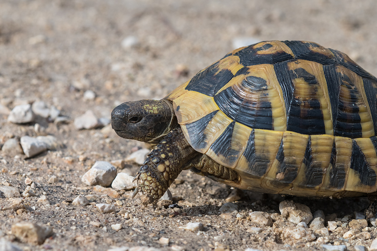 Griekse Landschildpad