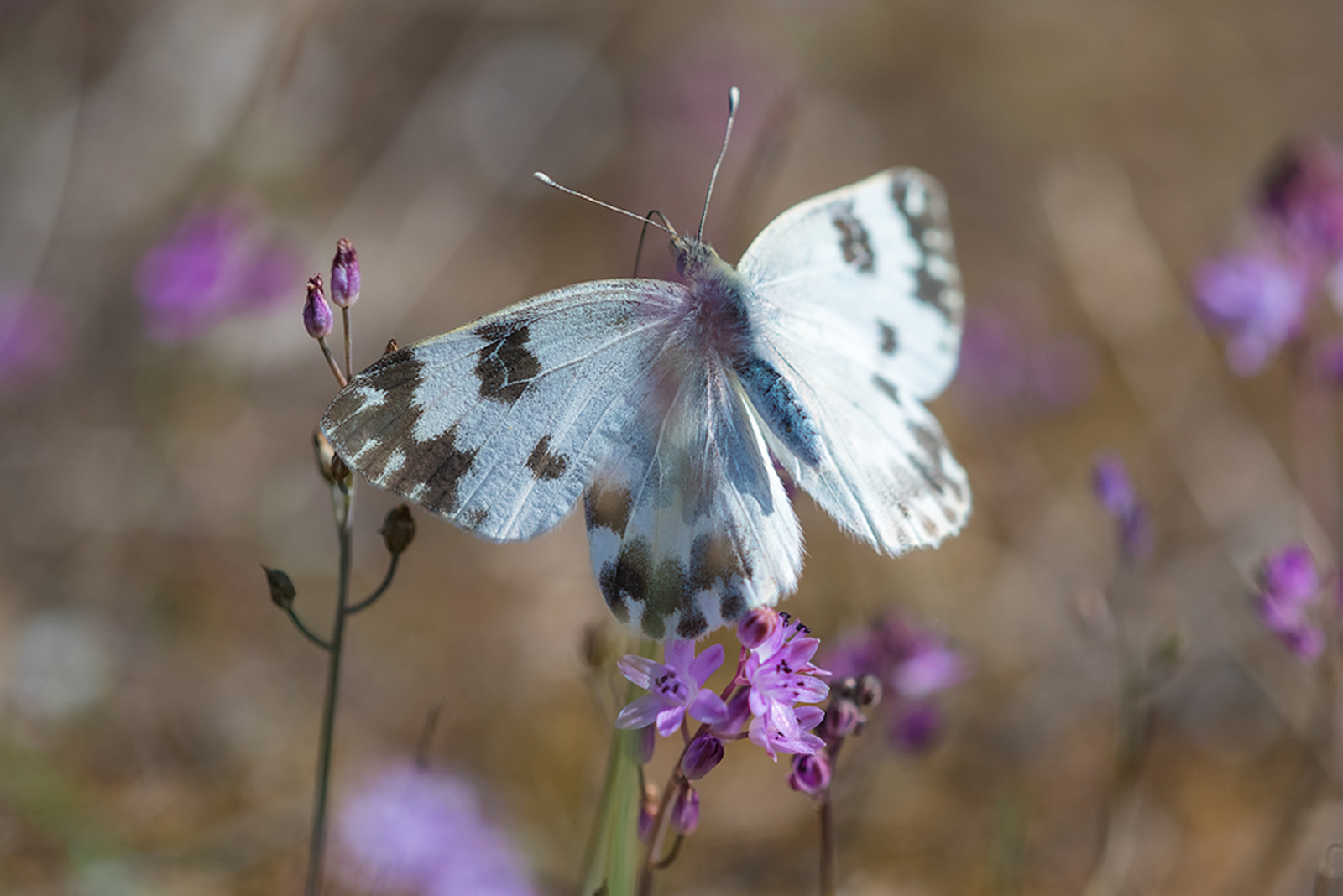 Oostelijk Resedawitje