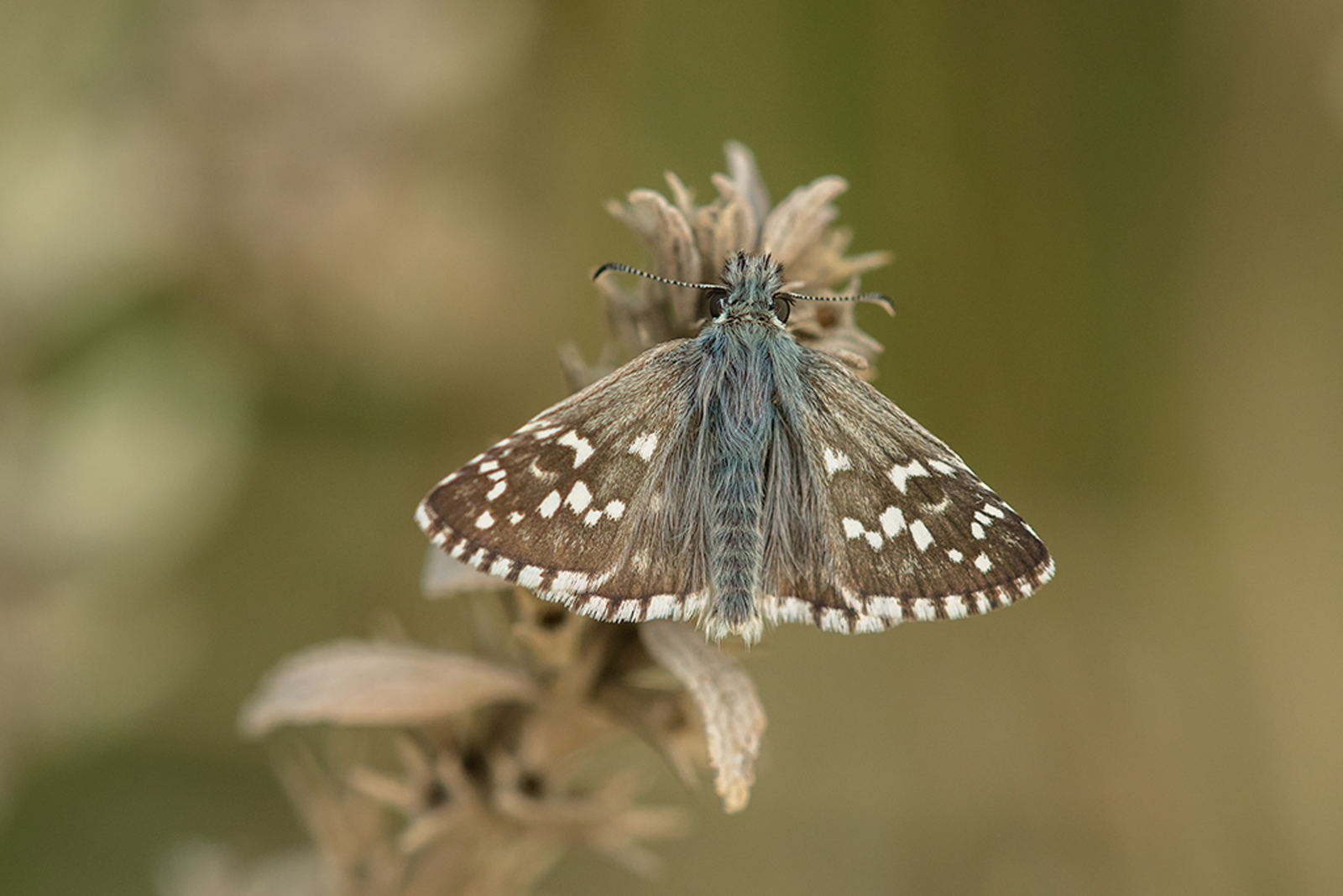 Breton's Spikkeldikkopje