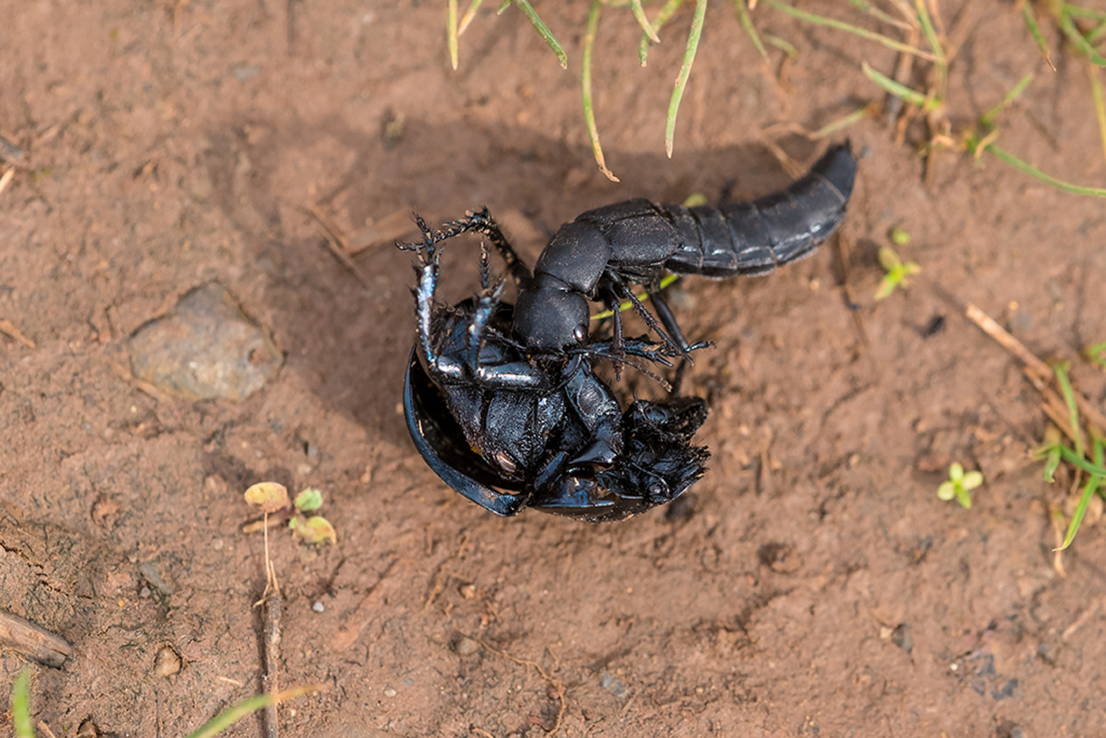 Stinkende Kortschild