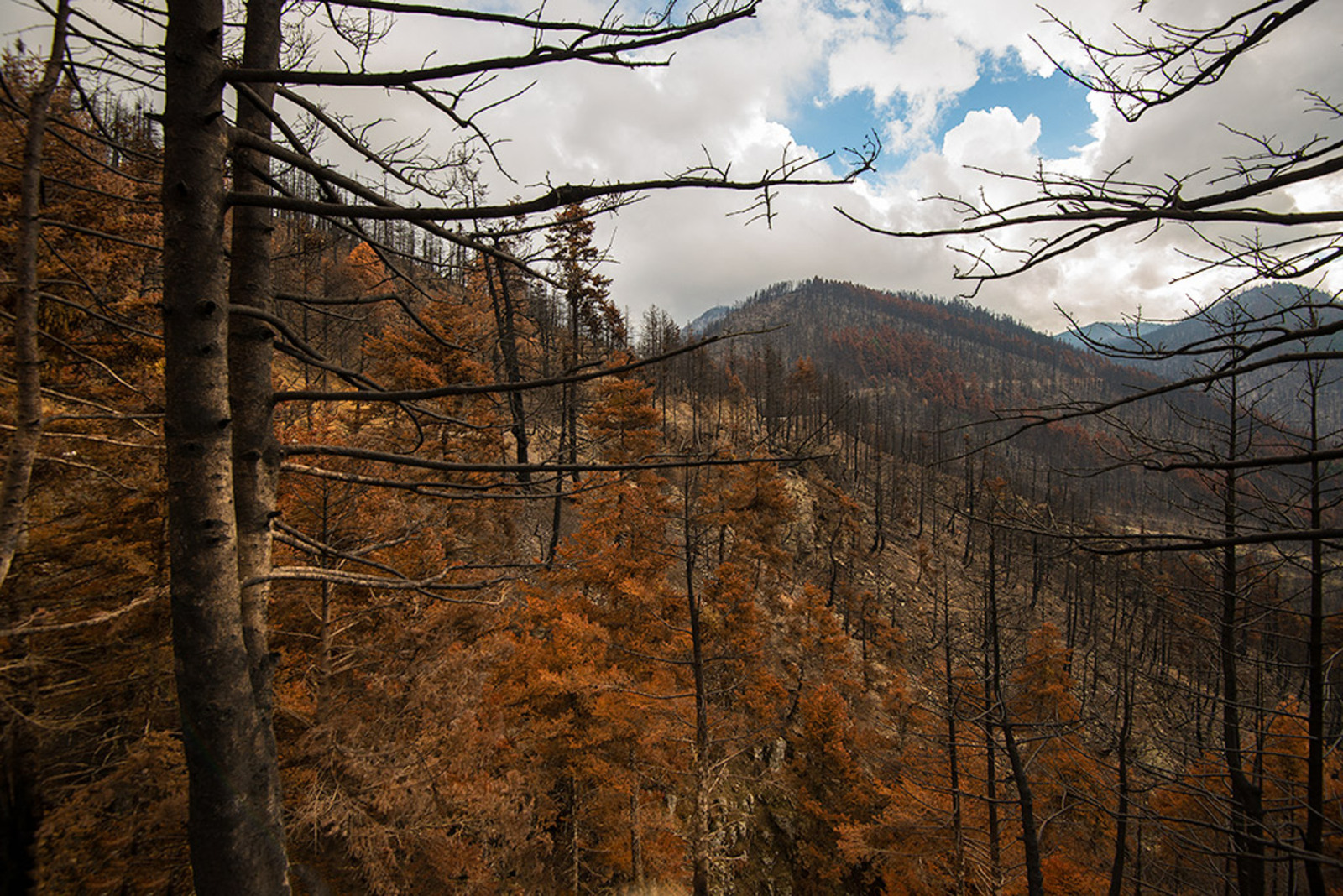 Bosbrandslachtoffers