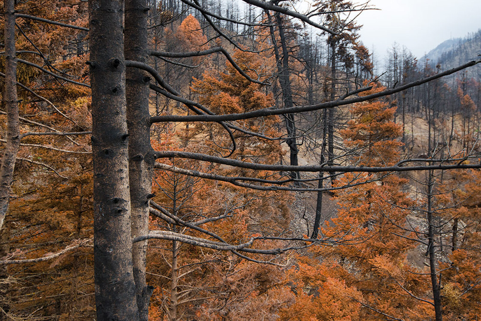 Bosbrandslachtoffers