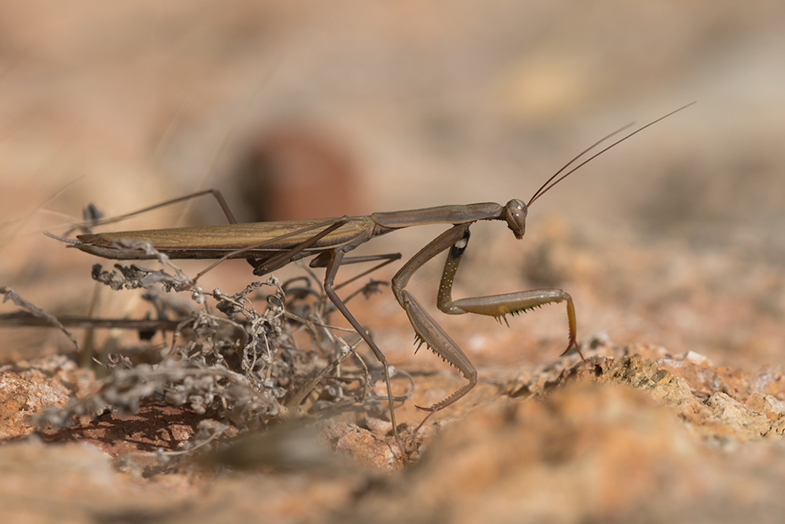 Europese Bidsprinkhaan
