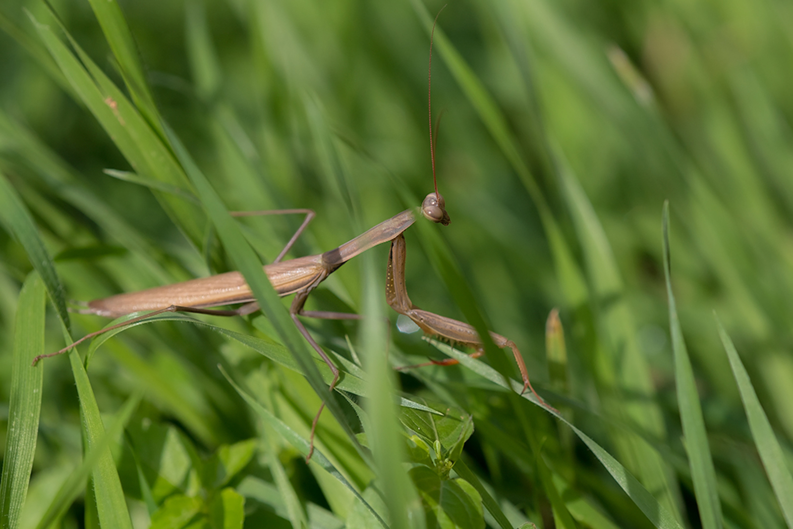Europese Bidsprinkhaan