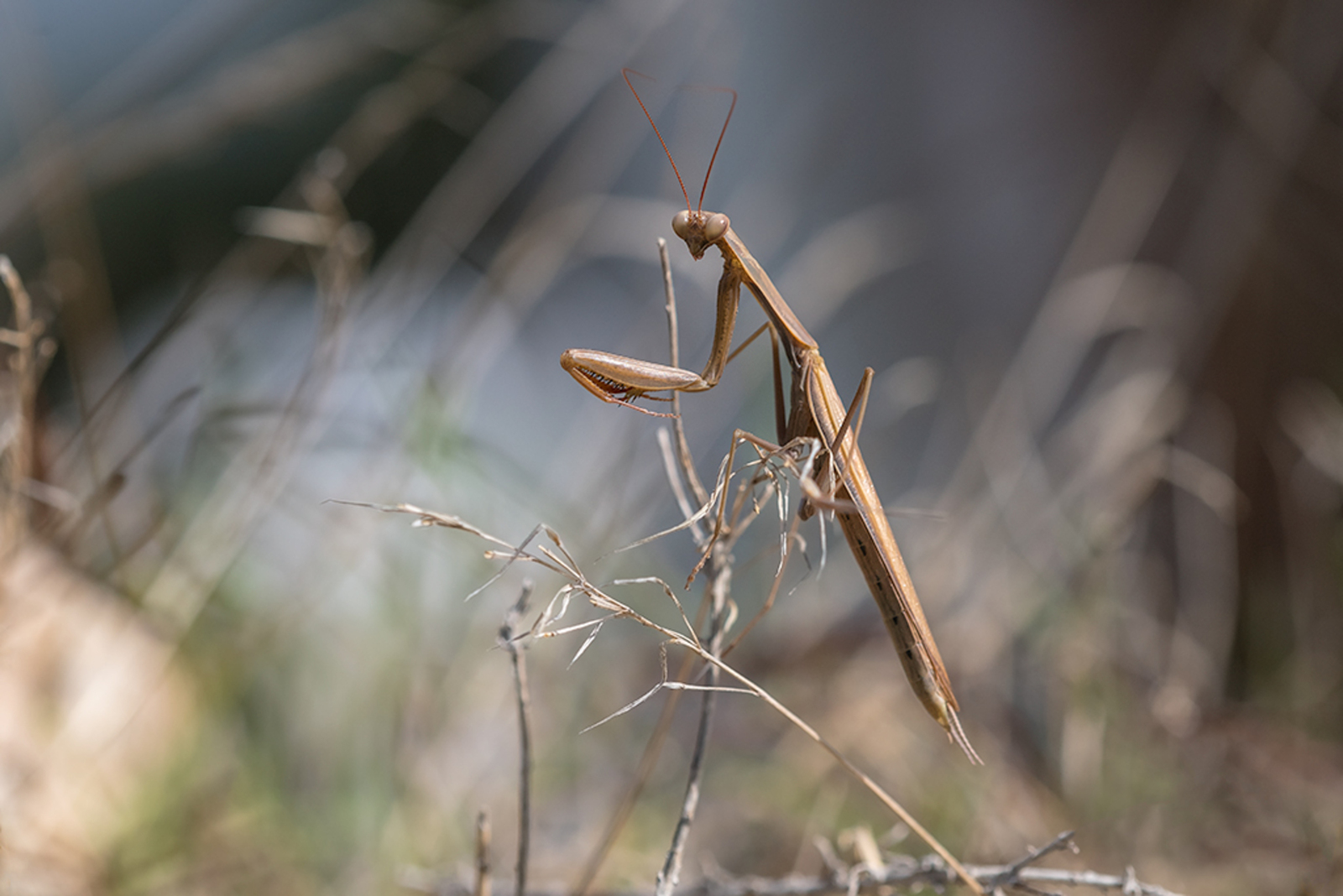 Europese Bidsprinkhaan
