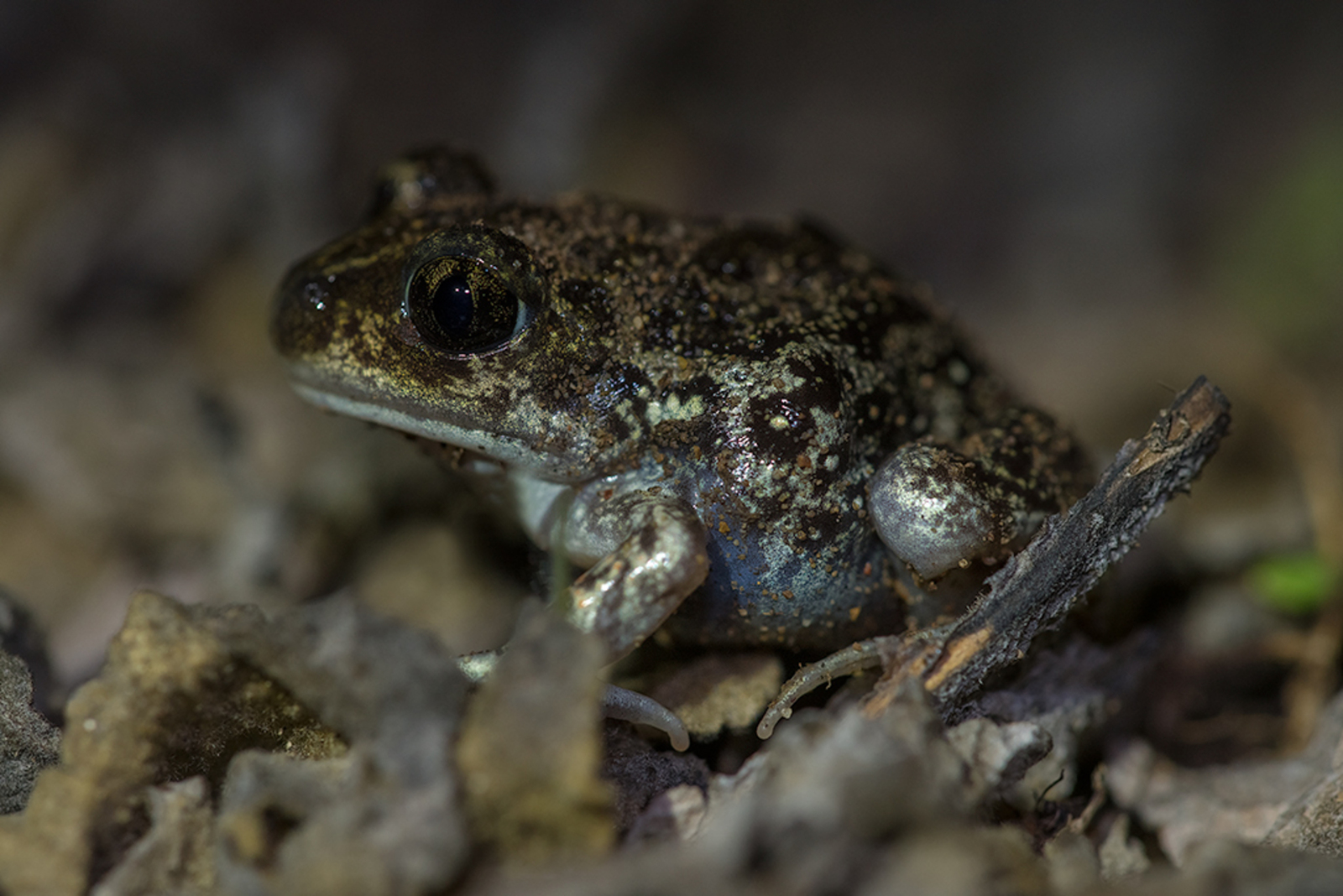 Syrische Knoflookpad