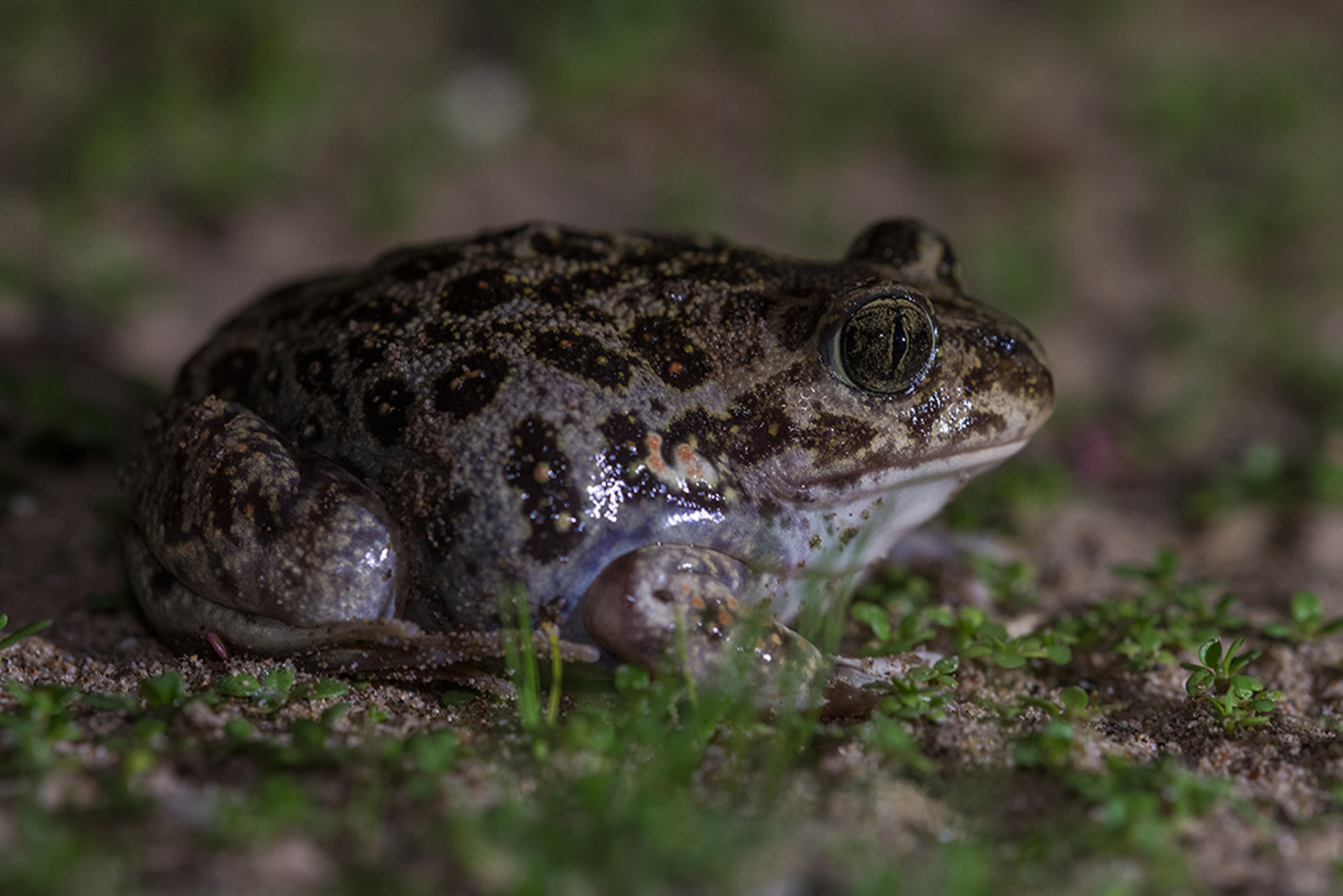 Syrische Knoflookpad