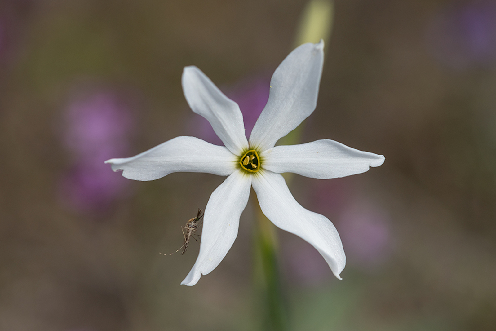 Narcissus obsoletus