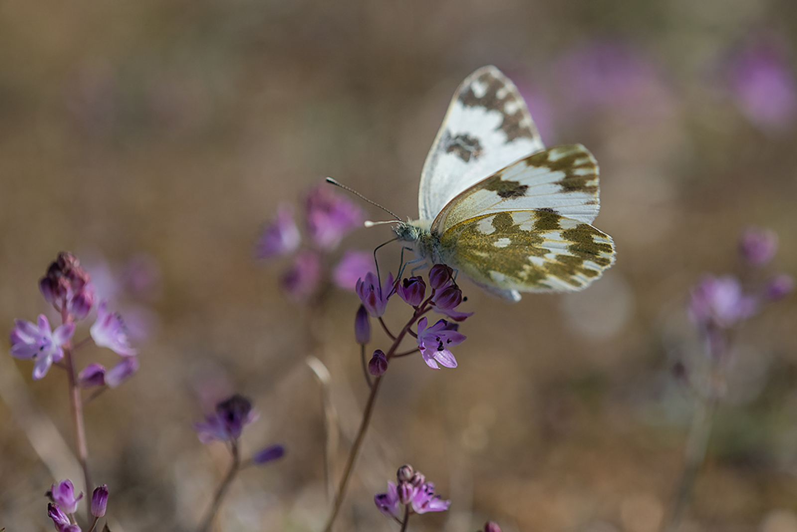Oostelijk Resedawitje