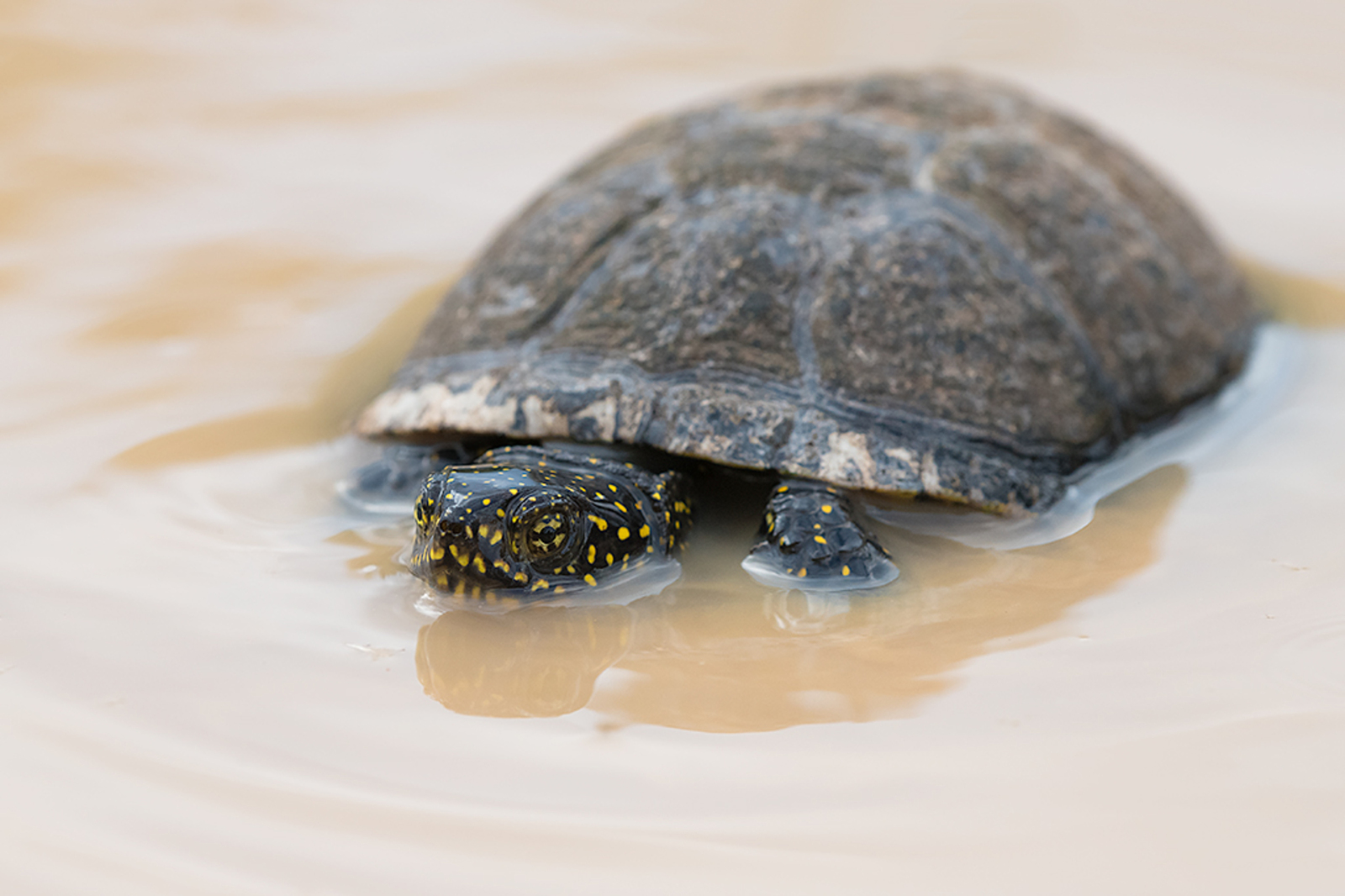 Europese Moerasschildpad