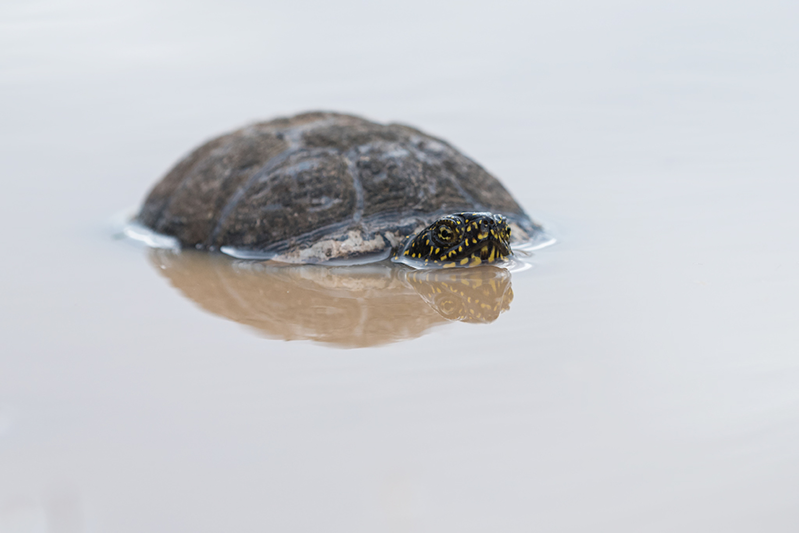 Europese Moerasschildpad