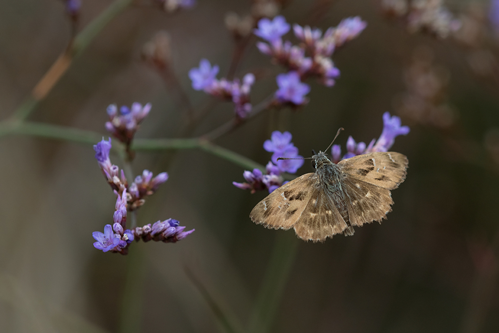 Kaasjeskruiddikkopje