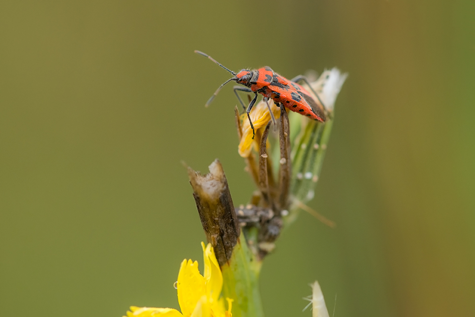 Kaneelglasvleugelwants