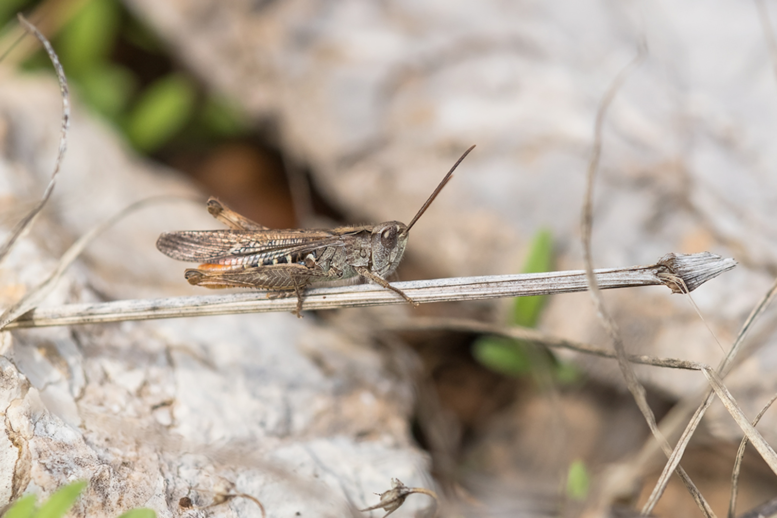 Balkan Bruine Sprinkhaan
