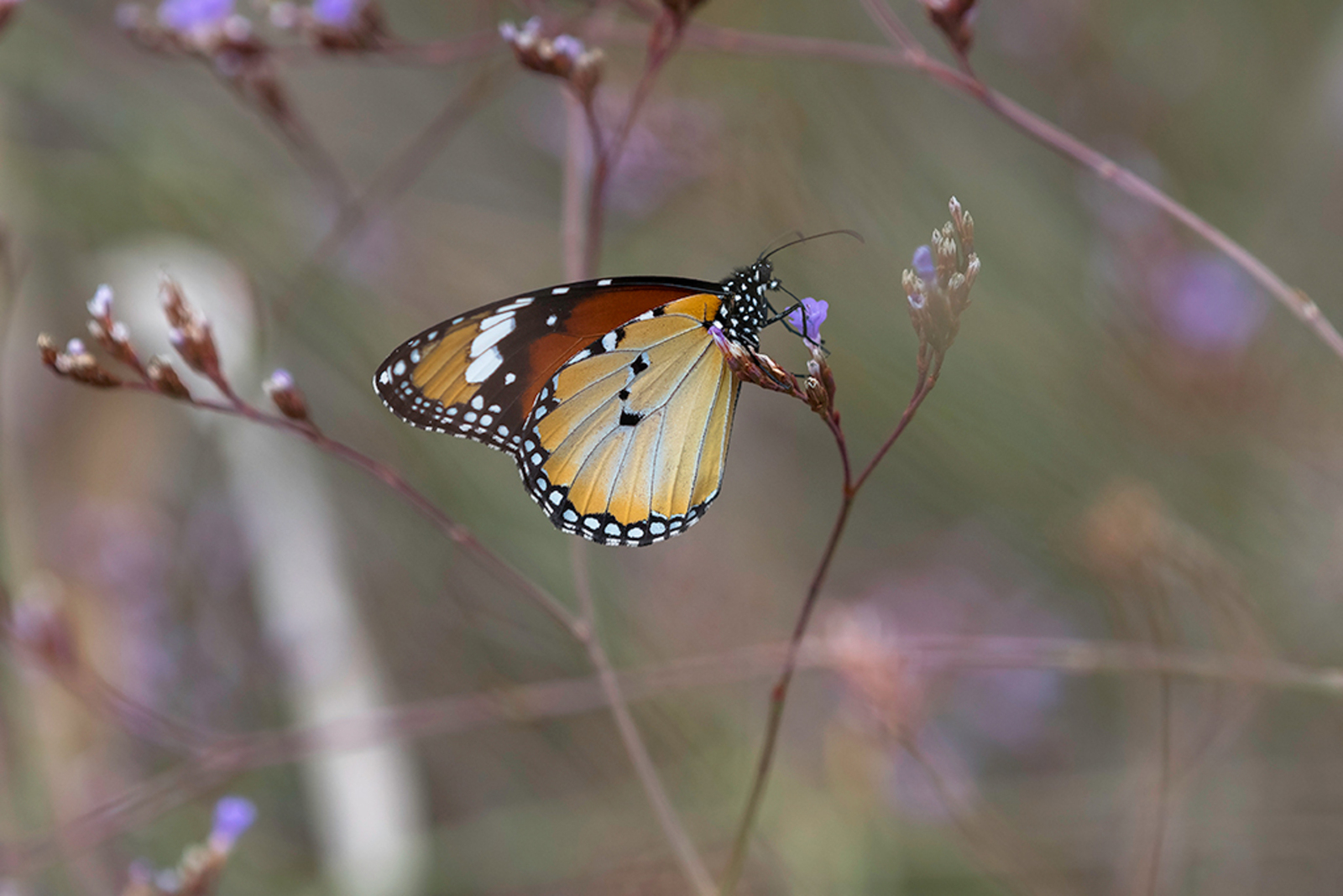 Kleine Monarchvlinder