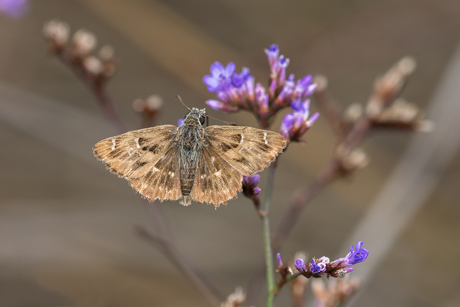Kaasjeskruiddikkopje