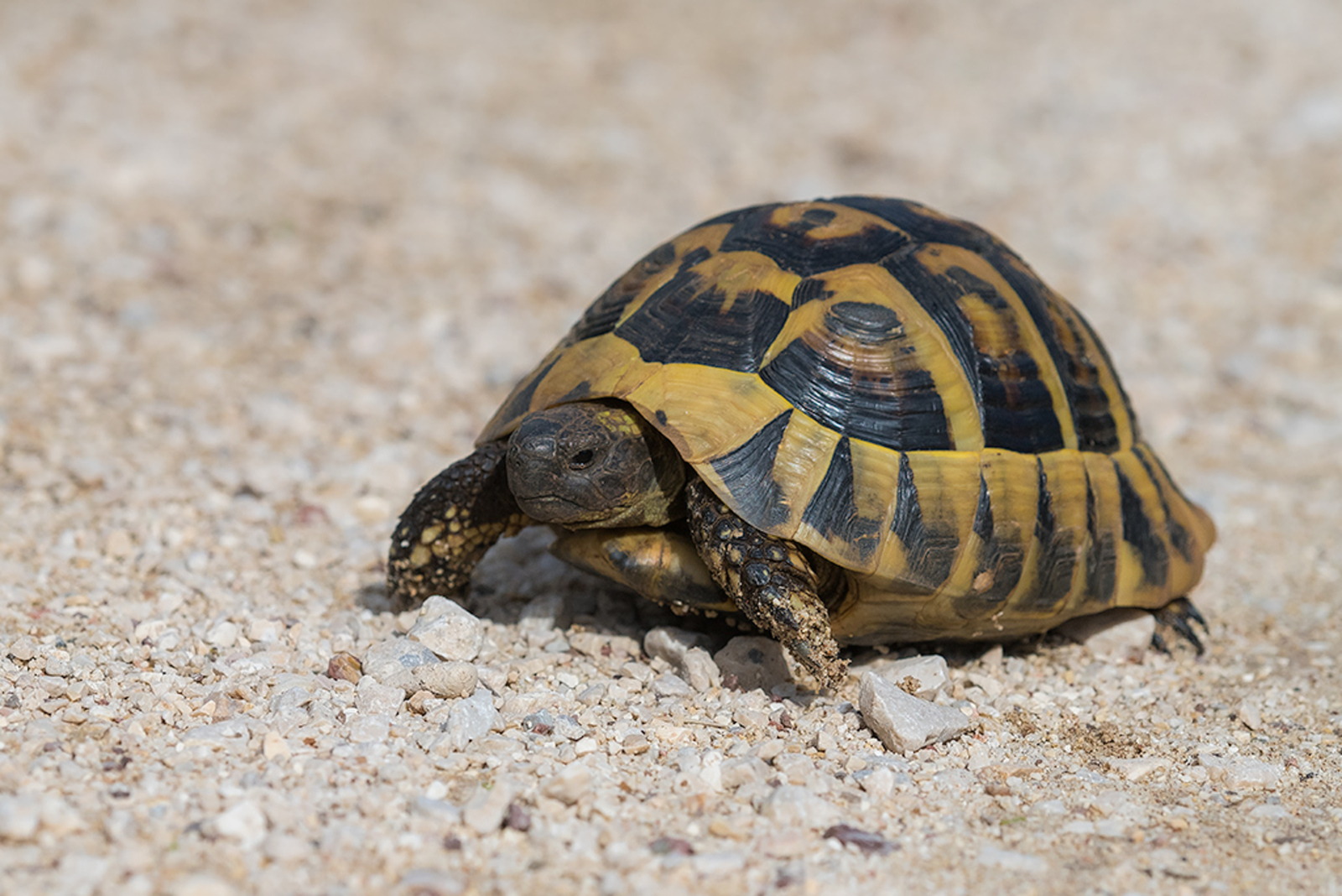 Griekse Landschildpad