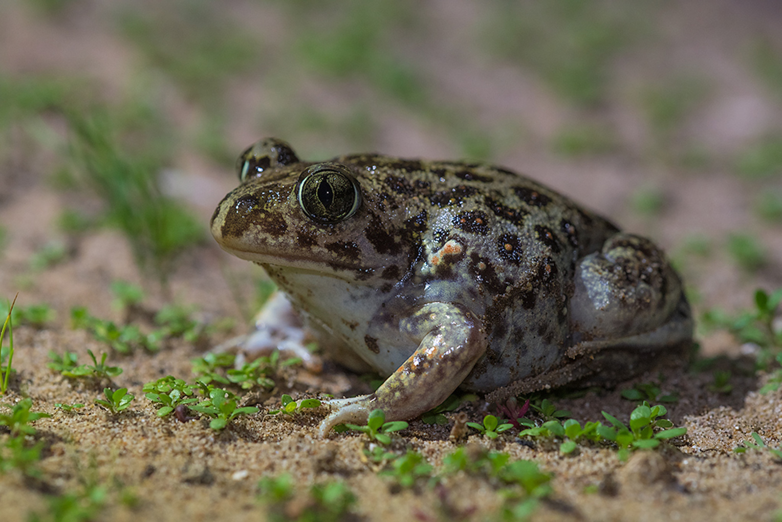 Syrische Knoflookpad