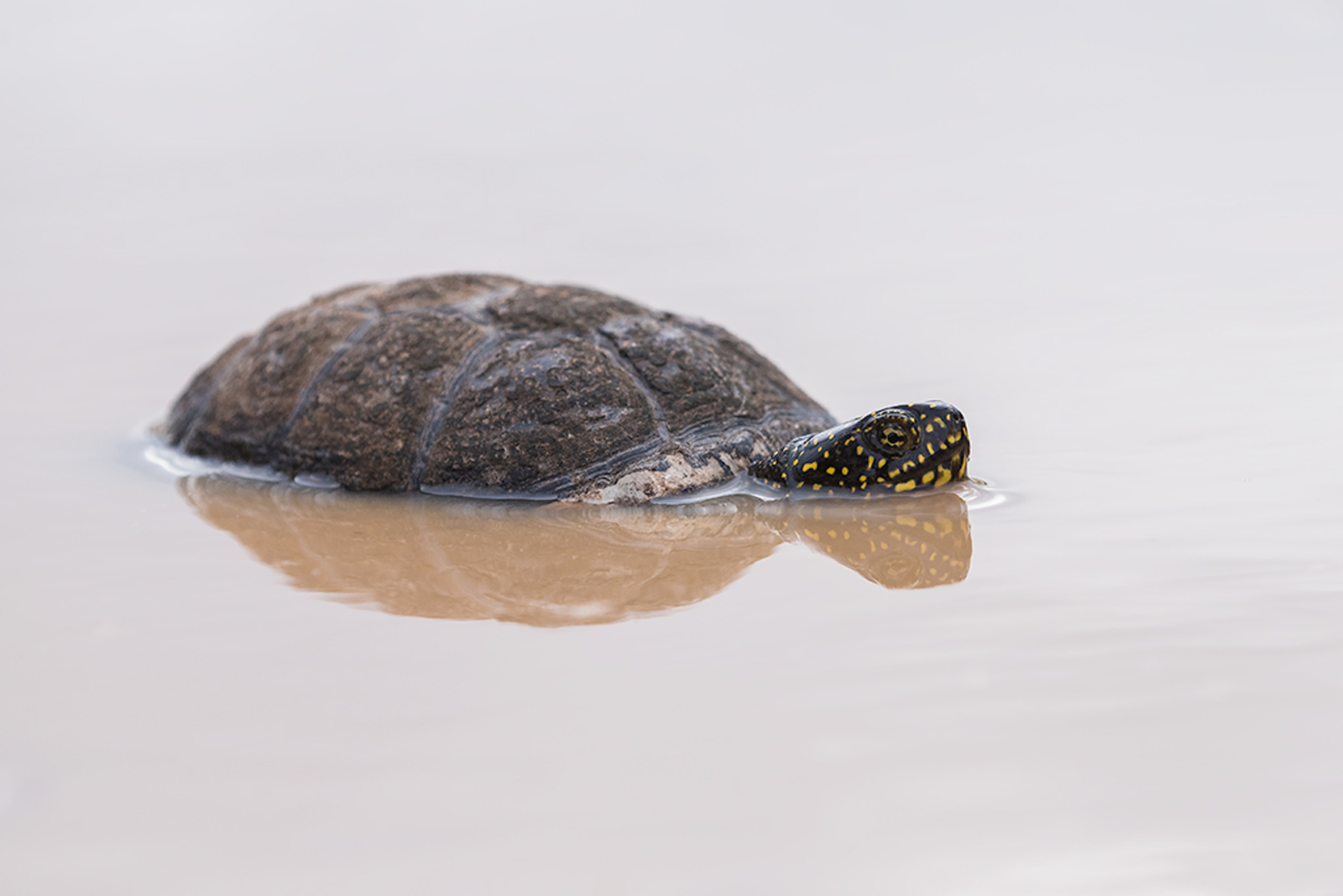 Europese Moerasschildpad