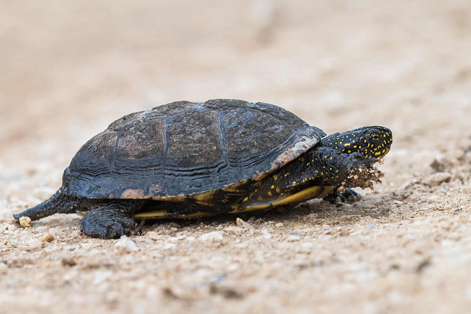 Europese Moerasschildpad