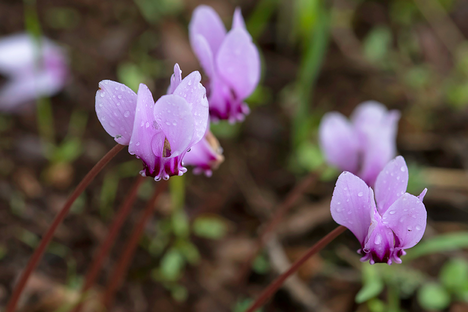Napolitaanse Cyclaam