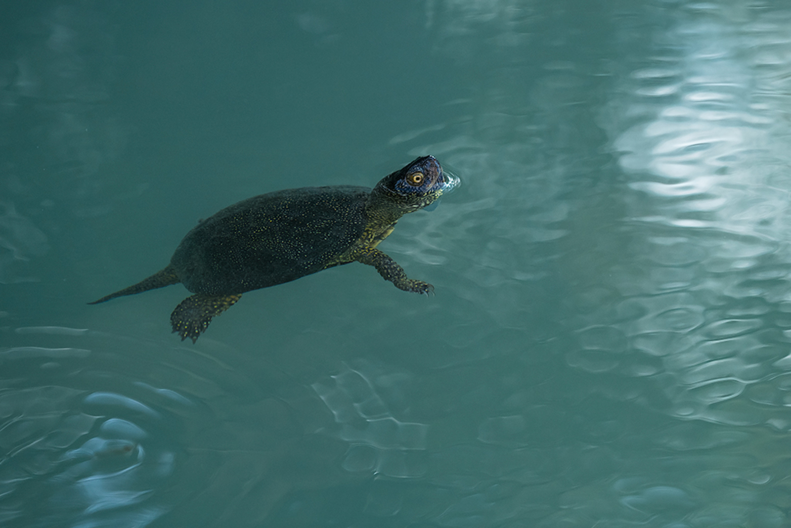 Europese Moerasschildpad