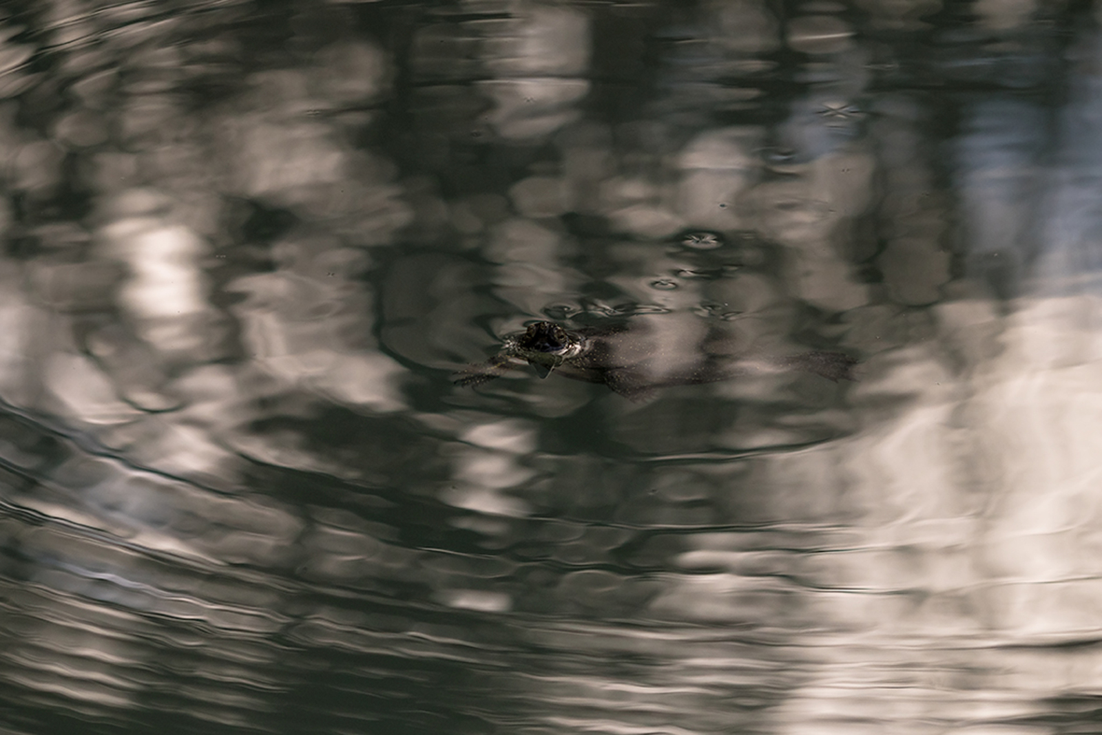 Europese Moerasschildpad