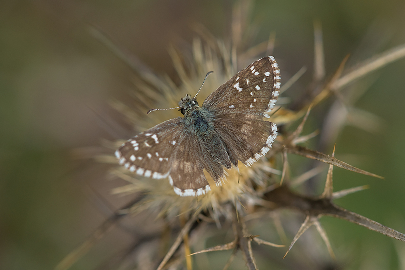 Bretons Spikkeldikkopje