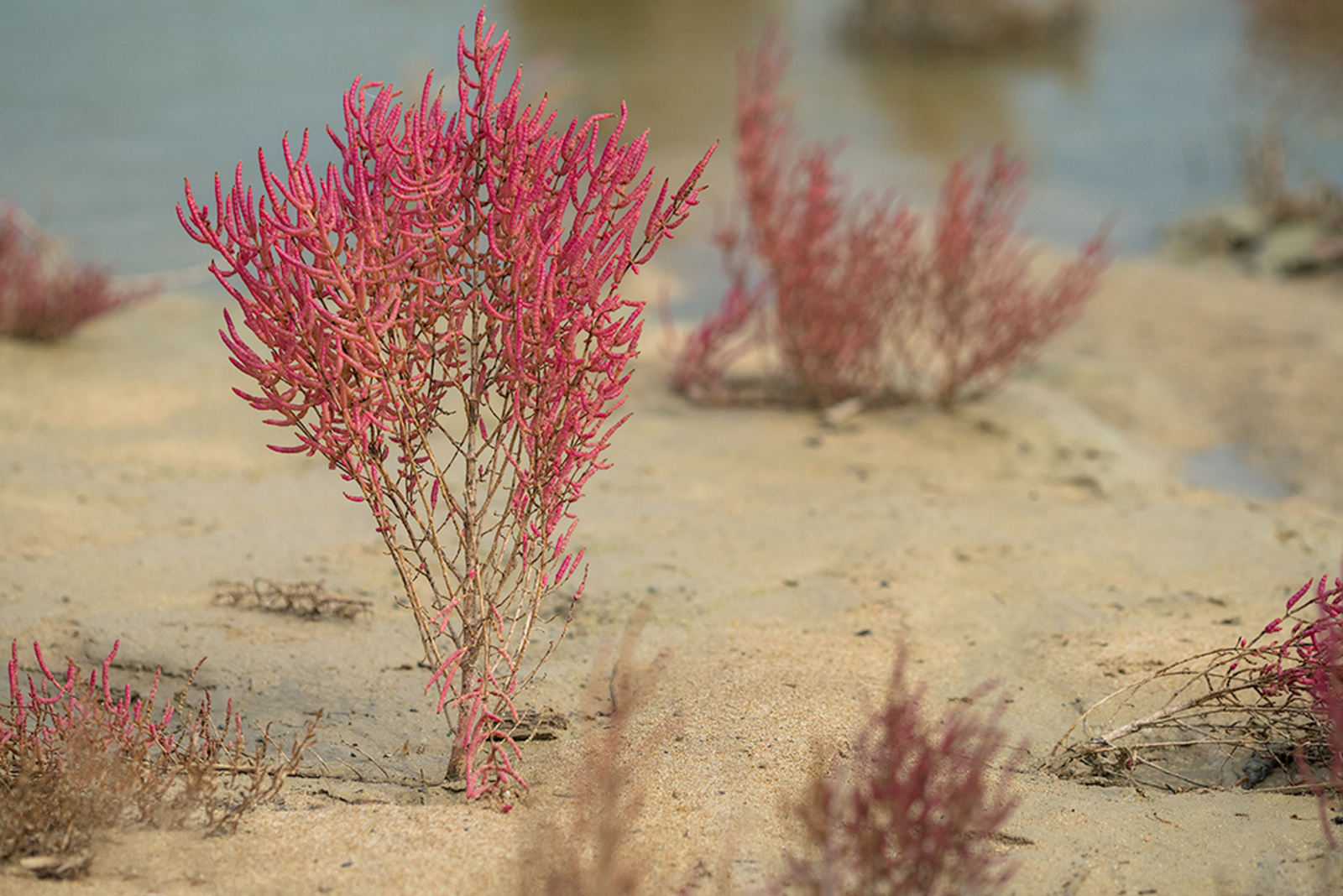 Roodachtige Zeekraal