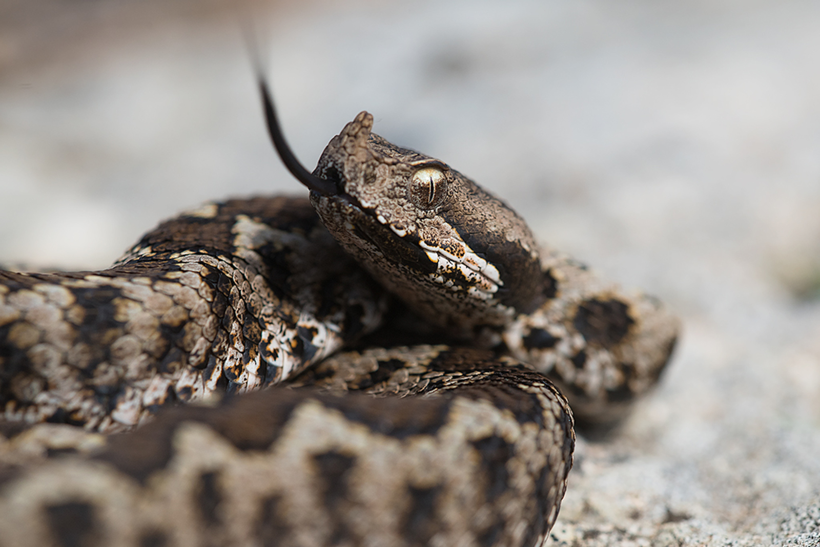 Foto van de maand November 2025