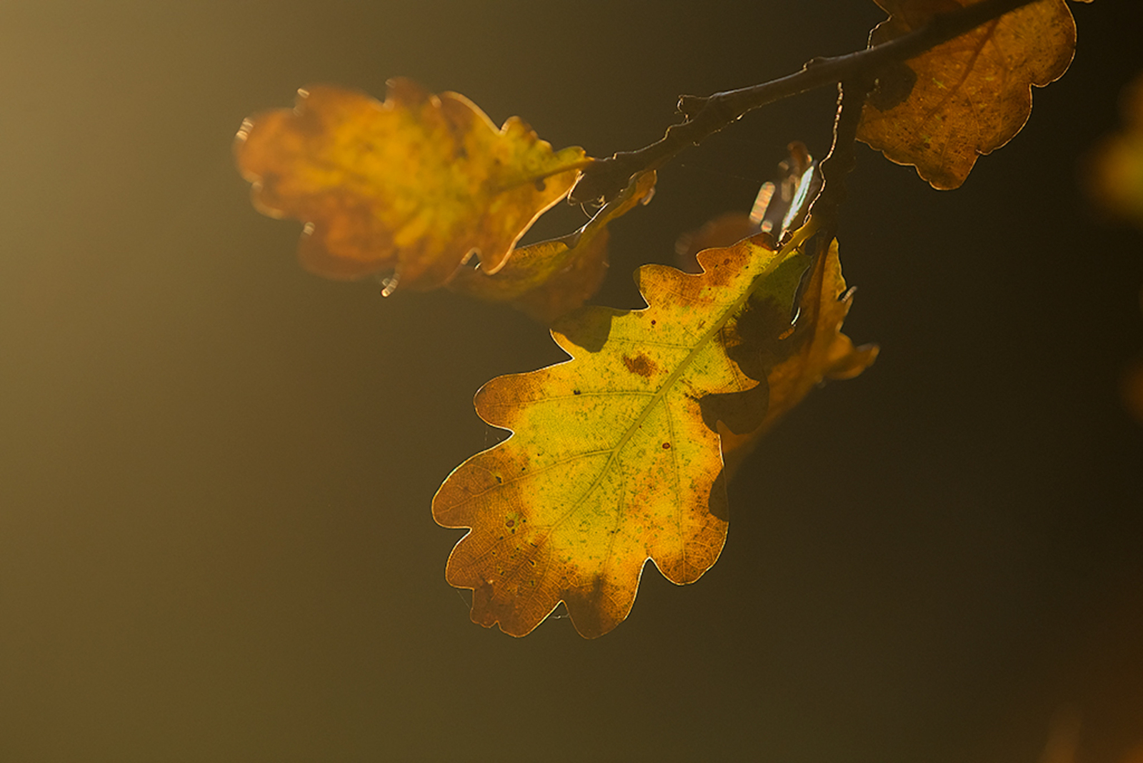 Foto van de maand December 2025