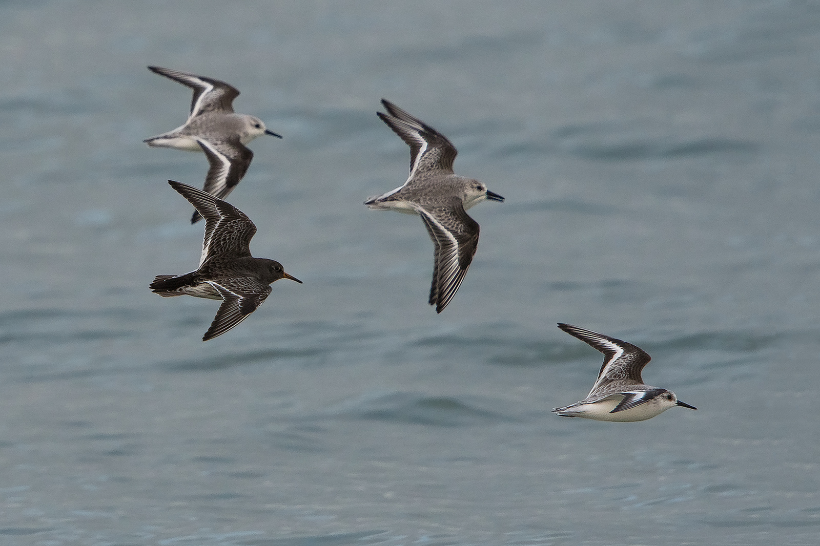 Paarse Strandloper / Drieteenstrandloper