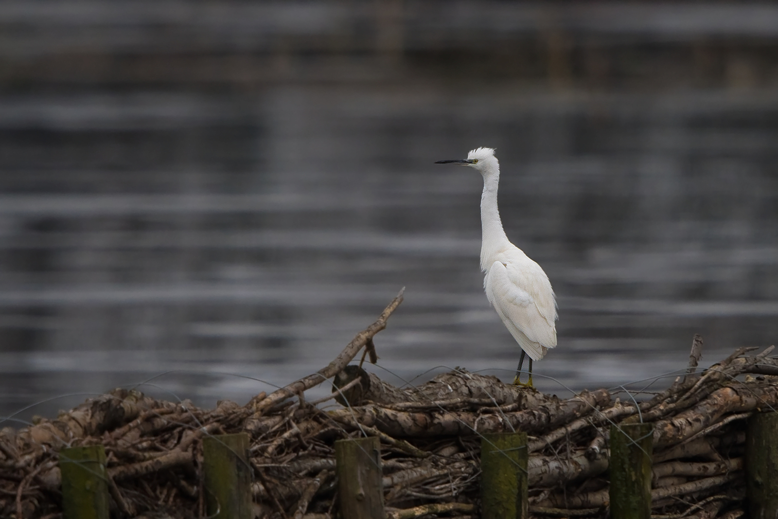 Kleine Zilverreiger