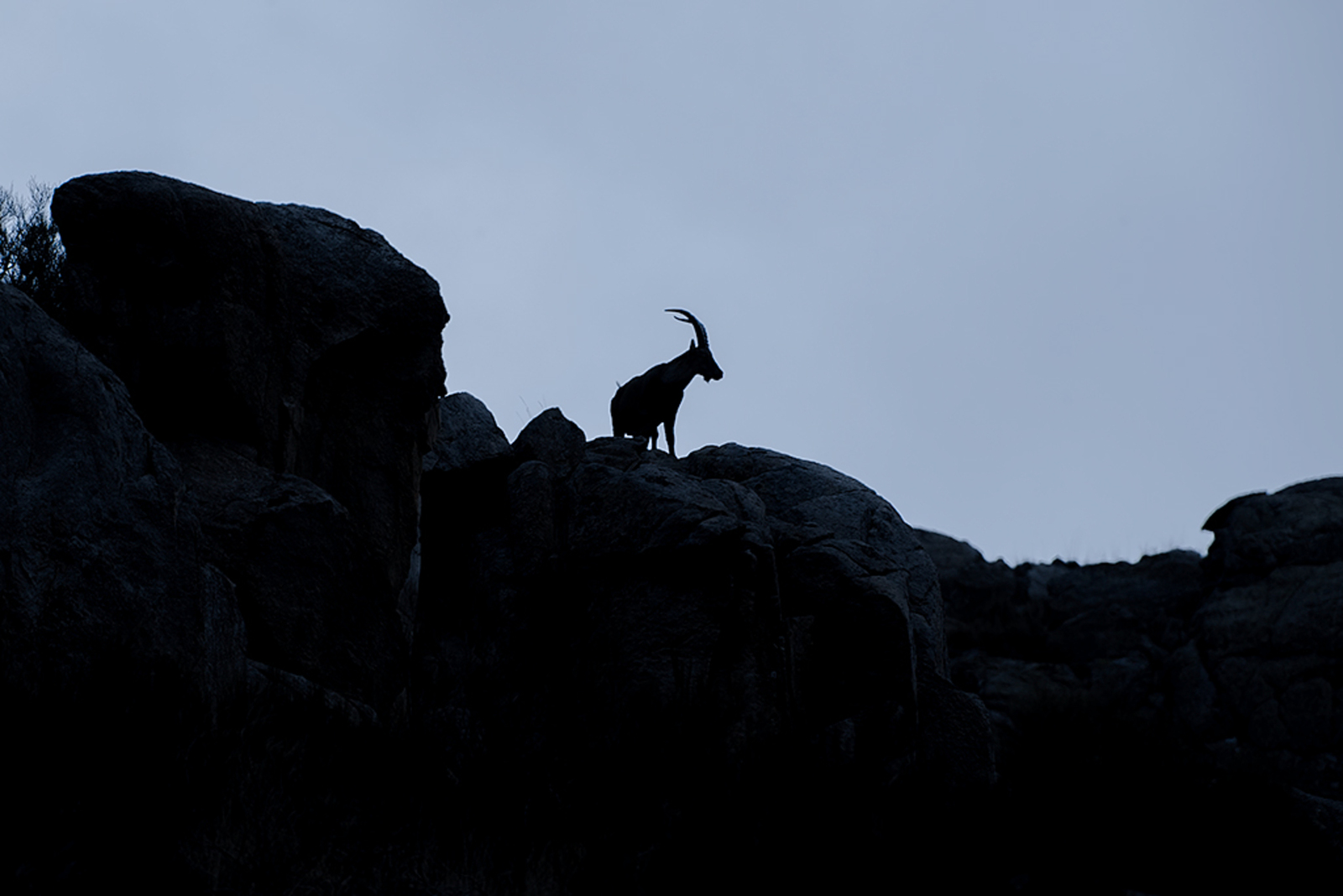 Spaanse Ibex