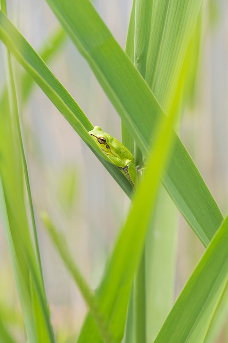 Oostelijke Boomkikker